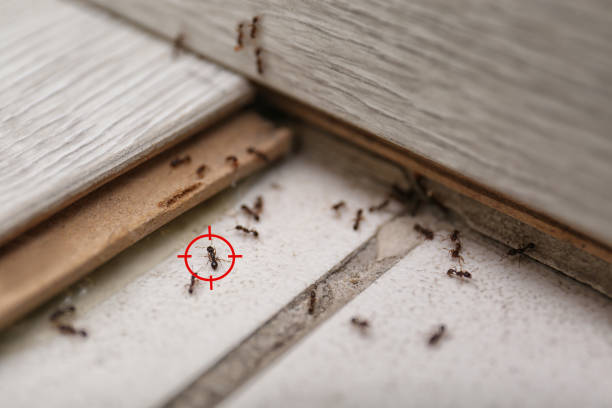 Best Mosquito Control Services  in Treasure Island, FL