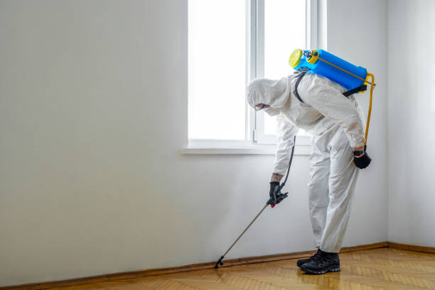 Best Flea Control Services  in Treasure Island, FL