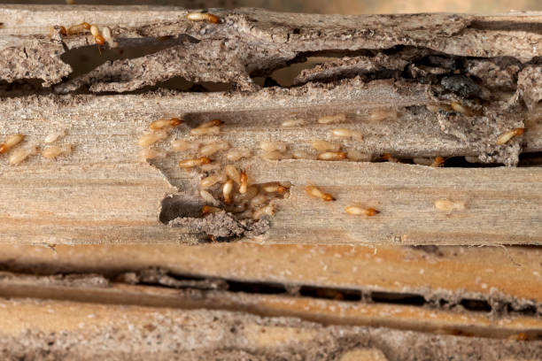 Best Commercial Pest Control Services  in Treasure Island, FL
