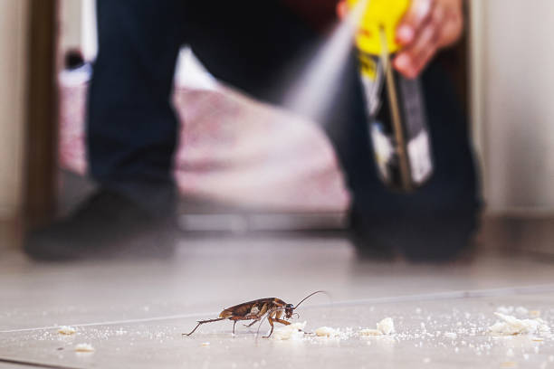 Reliable Treasure Island, FL Pest Control Solutions